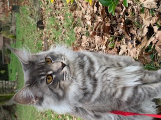 Aslan