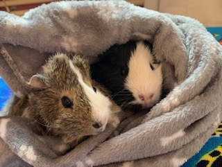 Edgar & Oscar