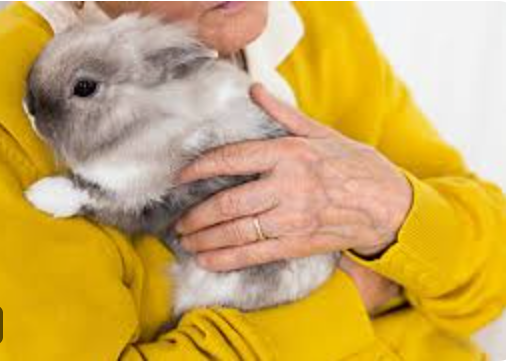 Personne âgée tenant un lapin dans ses mains — médiation animale